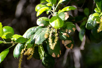Sylvia's Tree Class - Trees Named