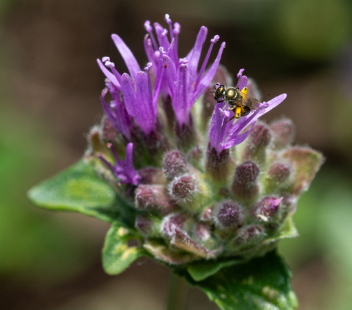 Sweat bee - Complex Lasioglossum gemmatum