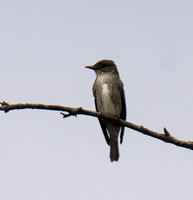 Olive-sided Flycatcher - Contopus cooperi