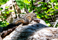 Merriam's Chipmunk - Neotamias merriami