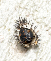 Twice-struck Ladybeetle - Axion plagiatum