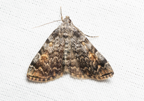 American idia moth - Idia americalis
