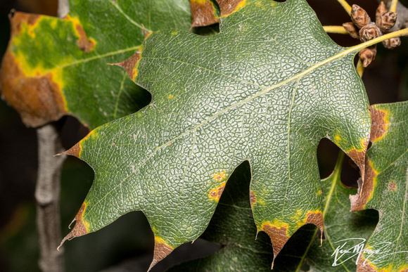 California Black Oak  - Quercus kelloggii