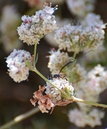 Gasteruptiid wasp - Gasteruption sp.