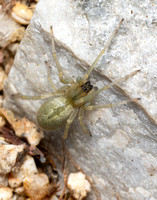 Longlegged spider - Cheiracanthium mildei