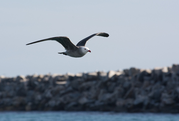 Heerman's Gull - Larus heermanni