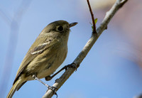 Hutton's Vireo - Vireo huttoni
