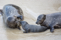 Harbor seal - Phoca vitulina