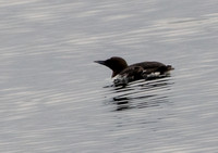 Common Murre - Uria aalge