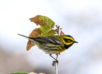 Townsend's Warbler - Setophaga townsendi