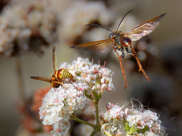 Grass carrying wasp - Isodontia elegans, Mason wasp - Euodynerus pratensis