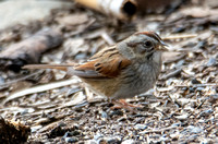 Swamp Sparrow - Melospiza georgiana