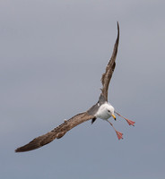 Western Gull - Larus occidentalis