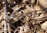 Vivid dancer - Argia vivida