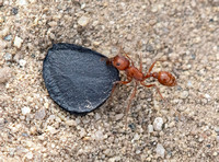 California red harvester - Pogonomyrmex californicus harvesting a Chaparral Yucca  seed