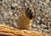 Cobweb spider - Theridion sp.