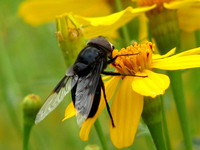 Cactus fly - Copestylum mexicanum