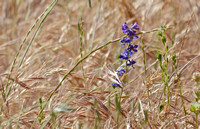 Delphinium parryi ssp. parryi