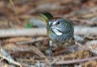 Green-tailed Towhee - Pipilo chlorurus