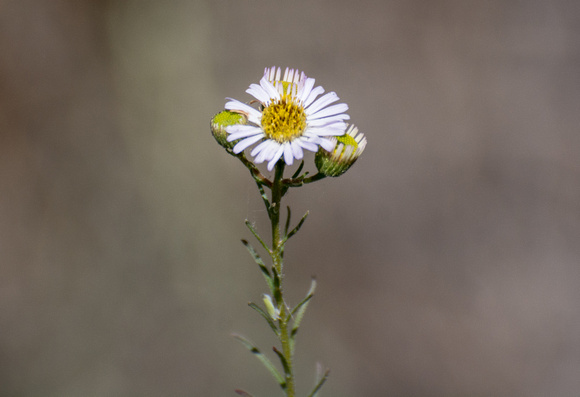 Leafy Daisy - Erigeron foliosus
