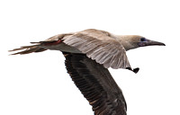 Red-footed Booby - Sula sula