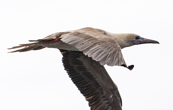Red-footed Booby - Sula sula
