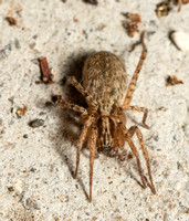 Ghost spider - Anyphaena pacifica