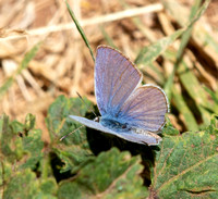 Ceraunus Blue - Hemiargus ceraunus