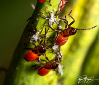 Large milkweed bug -Oncopeltus fasciatus (newly molted)