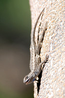 Western Fence Lizard - Sceloporus occidentalis