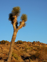 Joshua tree - Yucca brevifolia
