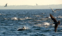 Common dolphin - Delphinus delphis