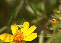 Mediterranean katydid - Phaneroptera nana