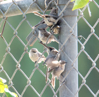 Bushtit - Psaltriparus minimus
