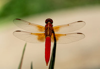 Neon skimmer -  Libellula croceipennis, Rancho Los Alamitos