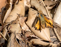 Woodland skipper - Ochlodes sylvanoides