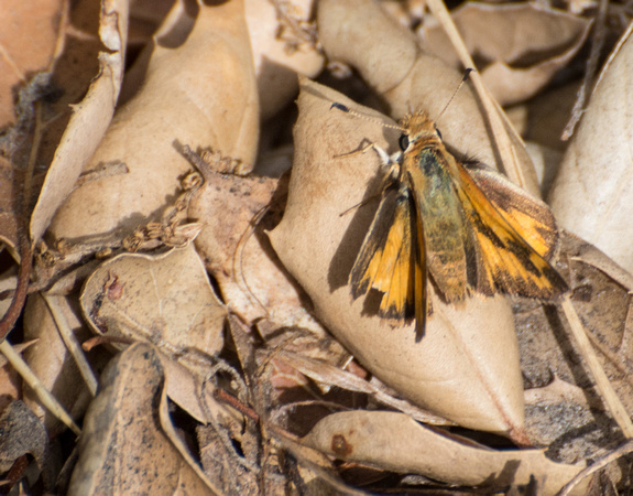 Woodland skipper - Ochlodes sylvanoides