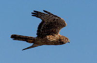 Northern Harrier - Circus hudsonius