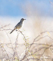 Sage Thrasher - Oreoscoptes montanus