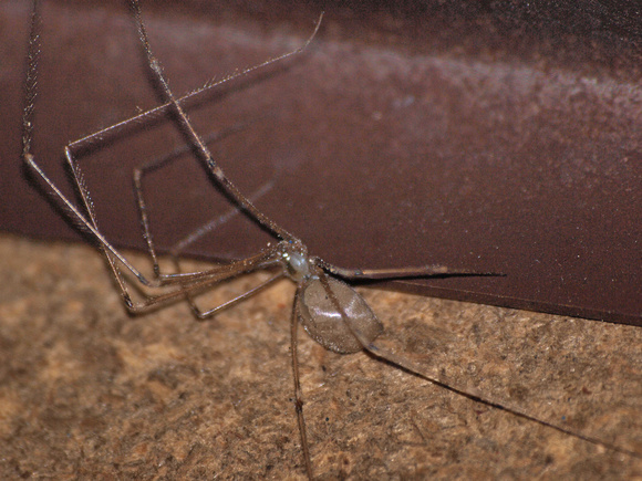 Long-bodied cellar spider - Pholcus phalangiodes