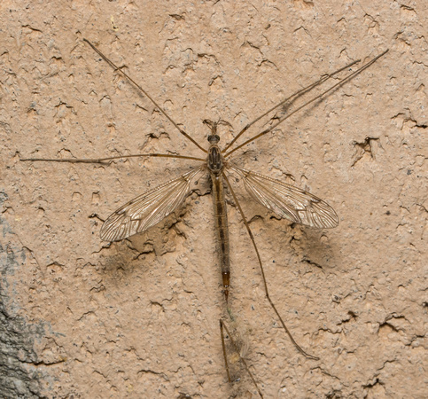 Crane fly - Tipula (triplicitipula) praecisa