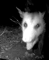 Opossum - Didelphis virginiana