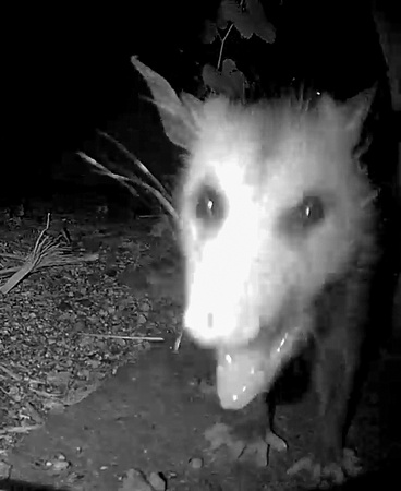 Opossum - Didelphis virginiana