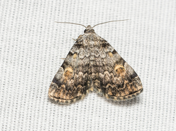 American idia moth - Idia americalis