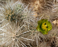 Teddy Bear Cholla – Opuntia bigelovii