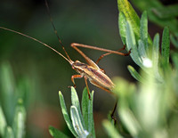 Fork-tailed bush katydid - Scudderia furcata