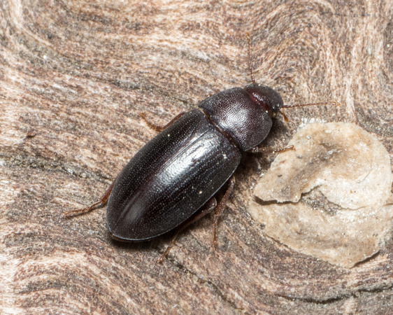 Darkling beetle - tribe Edrotini