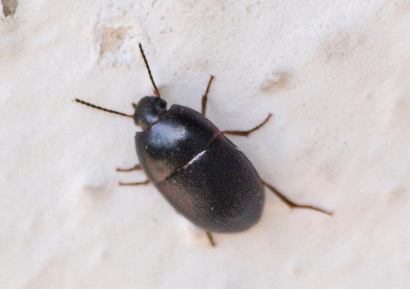 Darkling beetle - Gondwanocrypticus platensis