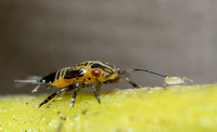 Tipu psyllid - Platycorypha nigrivirga