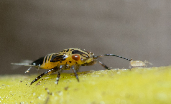 Tipu psyllid - Platycorypha nigrivirga